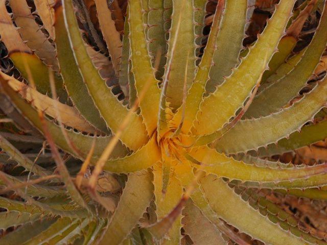 El Chiflón, el paso del tiempo no hizo más que acentuar la belleza de la región y construir una historia mágica y misteriosa. El Chiflón, el paso del tiempo no hizo más que acentuar la belleza de la región y construir una historia mágica y misteriosa.