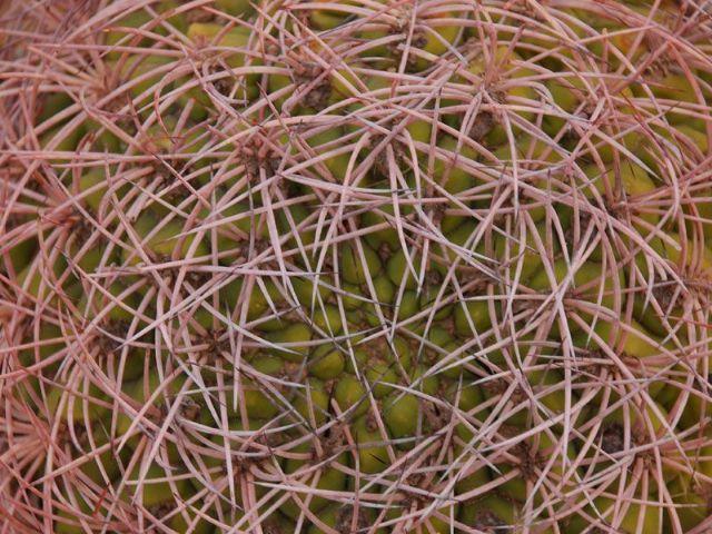 El Chiflón, el paso del tiempo no hizo más que acentuar la belleza de la región y construir una historia mágica y misteriosa. El Chiflón, el paso del tiempo no hizo más que acentuar la belleza de la región y construir una historia mágica y misteriosa.