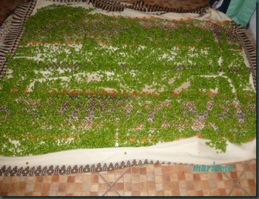 conserva de guisantes3 copia conserva de guisantes3 copia