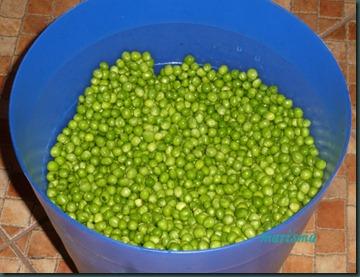 conserva de guisantes1 copia conserva de guisantes1 copia