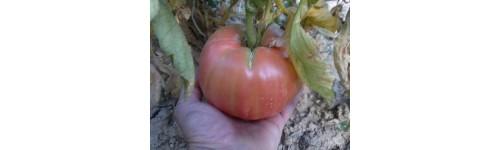 Tomate Rosa de El Sabor de la Huerta