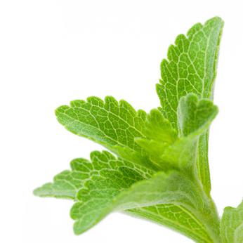 La Stevia y el control del peso stevia Rebaudiana - édulcorant naturel, alternative au sucre