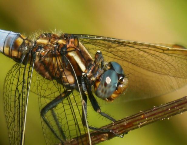 Los colores de las libélulas: azul (Orthetrum coerulescens) Los colores de las libélulas: azul (Orthetrum coerulescens)