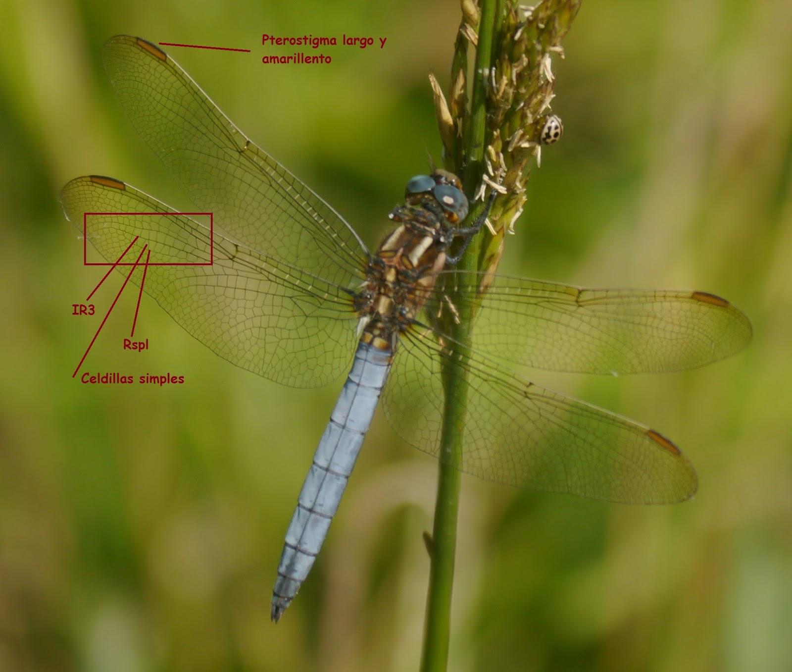 Los colores de las libélulas: azul (Orthetrum coerulescens) Los colores de las libélulas: azul (Orthetrum coerulescens)