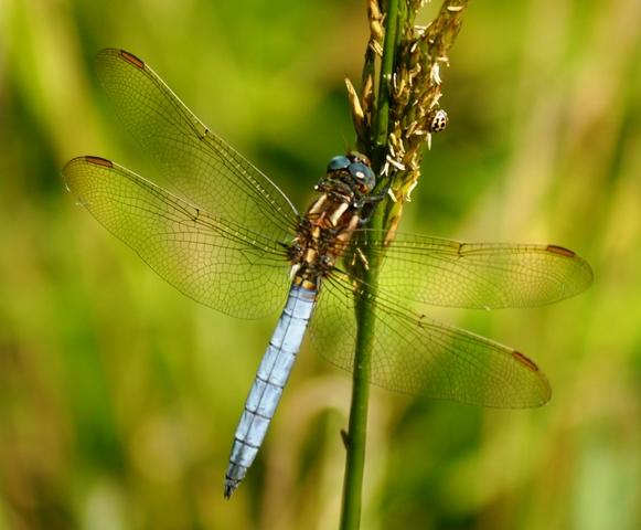 Los colores de las libélulas: azul (Orthetrum coerulescens) Los colores de las libélulas: azul (Orthetrum coerulescens)