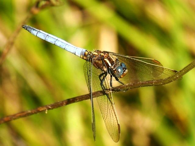 Los colores de las libélulas: azul (Orthetrum coerulescens) Los colores de las libélulas: azul (Orthetrum coerulescens)