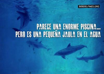 DELFINES: MATANZA EN JAPÓN DELFINES: MATANZA EN JAPÓN