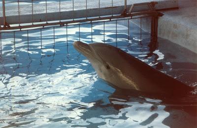 DELFINES: MATANZA EN JAPÓN DELFINES: MATANZA EN JAPÓN