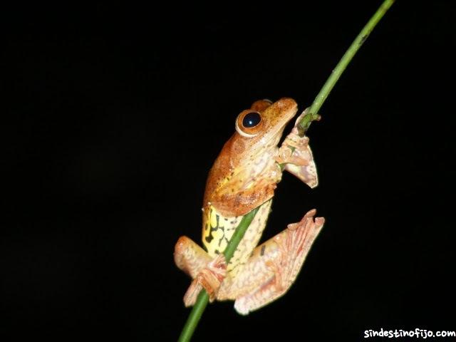 rana nocturna de Borneo