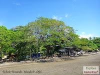 Higuerillas -Guanacaste- a Punta Morales -Puntarenas- Higuerillas -Guanacaste- a Punta Morales -Puntarenas-