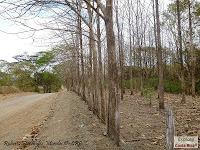 Higuerillas -Guanacaste- a Punta Morales -Puntarenas- Higuerillas -Guanacaste- a Punta Morales -Puntarenas-