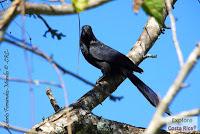 Higuerillas -Guanacaste- a Punta Morales -Puntarenas- Higuerillas -Guanacaste- a Punta Morales -Puntarenas-