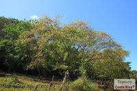 Higuerillas -Guanacaste- a Punta Morales -Puntarenas- Higuerillas -Guanacaste- a Punta Morales -Puntarenas-