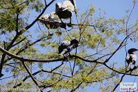 Higuerillas -Guanacaste- a Punta Morales -Puntarenas- Higuerillas -Guanacaste- a Punta Morales -Puntarenas-