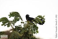 Higuerillas -Guanacaste- a Punta Morales -Puntarenas- Higuerillas -Guanacaste- a Punta Morales -Puntarenas-