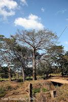 Higuerillas -Guanacaste- a Punta Morales -Puntarenas- Higuerillas -Guanacaste- a Punta Morales -Puntarenas-