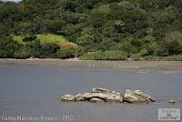 Higuerillas -Guanacaste- a Punta Morales -Puntarenas- Higuerillas -Guanacaste- a Punta Morales -Puntarenas-