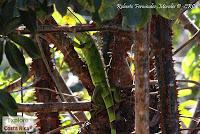 Higuerillas -Guanacaste- a Punta Morales -Puntarenas- Higuerillas -Guanacaste- a Punta Morales -Puntarenas-