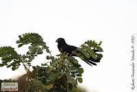 Higuerillas -Guanacaste- a Punta Morales -Puntarenas- Higuerillas -Guanacaste- a Punta Morales -Puntarenas-