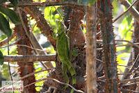 Higuerillas -Guanacaste- a Punta Morales -Puntarenas- Higuerillas -Guanacaste- a Punta Morales -Puntarenas-