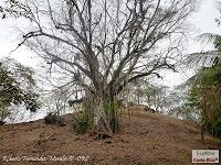 Higuerillas -Guanacaste- a Punta Morales -Puntarenas- Higuerillas -Guanacaste- a Punta Morales -Puntarenas-