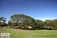 Higuerillas -Guanacaste- a Punta Morales -Puntarenas- Higuerillas -Guanacaste- a Punta Morales -Puntarenas-