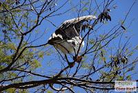 Higuerillas -Guanacaste- a Punta Morales -Puntarenas- Higuerillas -Guanacaste- a Punta Morales -Puntarenas-