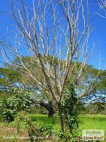 Higuerillas -Guanacaste- a Punta Morales -Puntarenas- Higuerillas -Guanacaste- a Punta Morales -Puntarenas-