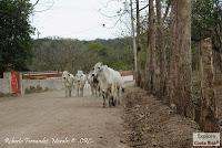 Higuerillas -Guanacaste- a Punta Morales -Puntarenas- Higuerillas -Guanacaste- a Punta Morales -Puntarenas-