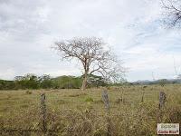 Higuerillas -Guanacaste- a Punta Morales -Puntarenas- Higuerillas -Guanacaste- a Punta Morales -Puntarenas-