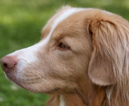 Tipos de Retrievers Tipos de Retrievers