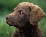 Tipos de Retrievers Tipos de Retrievers