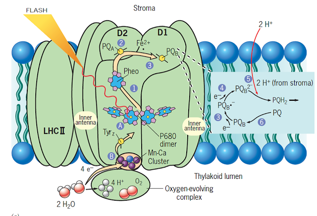 Estructura del fotosistema II. Parte superior.