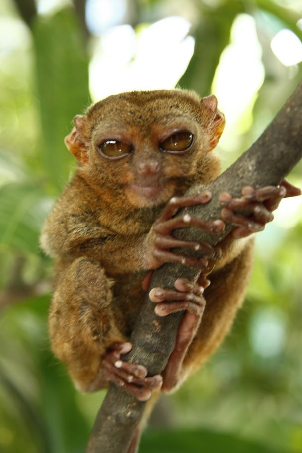 El tarsero filipino, un animal al que la mala suerte ayuda a sobrevivir El tarsero filipino, un animal al que la mala suerte ayuda a sobrevivir