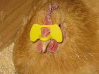 Unas gafas de sol para los pollos más chulos del gallinero Unas gafas de sol para los pollos más chulos del gallinero