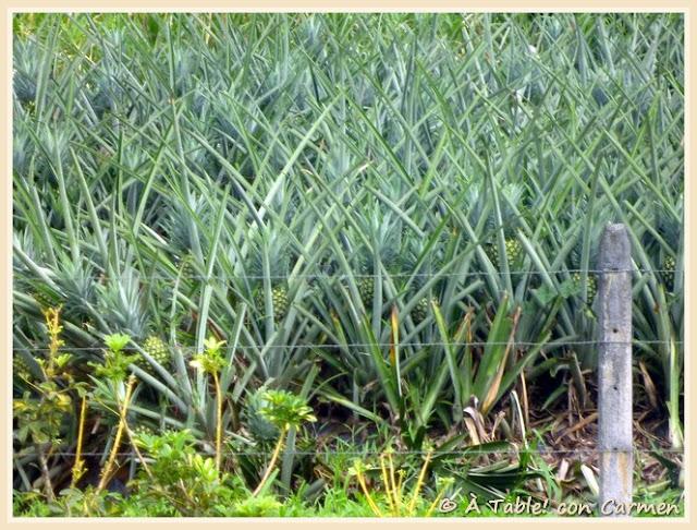Sorbete de Piña “Pura Vida” … como en Costa Rica Sorbete de Piña “Pura Vida” … como en Costa Rica