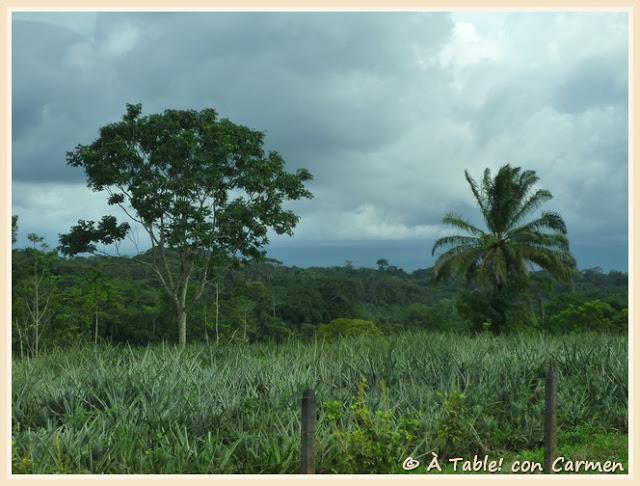 Sorbete de Piña “Pura Vida” … como en Costa Rica Sorbete de Piña “Pura Vida” … como en Costa Rica