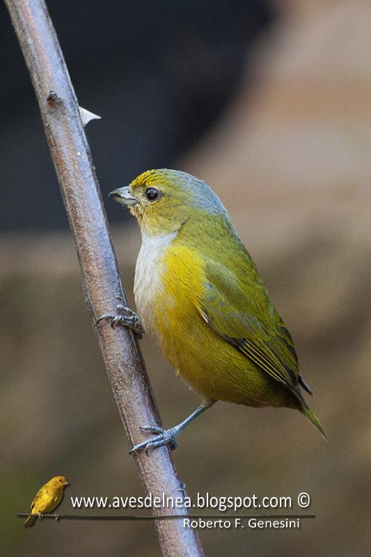 Tangará alcalde (Chestnut-bellied euphonia) Euphonia pectoralis Tangará alcalde (Chestnut-bellied euphonia) Euphonia pectoralis