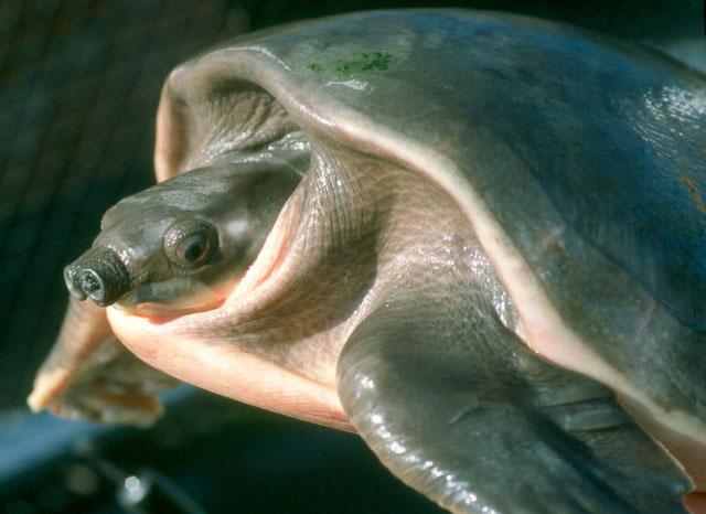La tortuga de nariz de cerdo, Carettochelys insculpta La tortuga de nariz de cerdo, Carettochelys insculpta