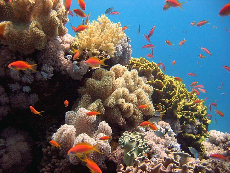 Dedicada a la restauración de arrecifes en el caribe colombiano