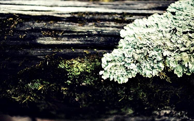 gotas de naturaleza + boda en el campo gotas de naturaleza + boda en el campo