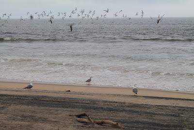 DOÑANA es mucha Doñana DOÑANA es mucha Doñana