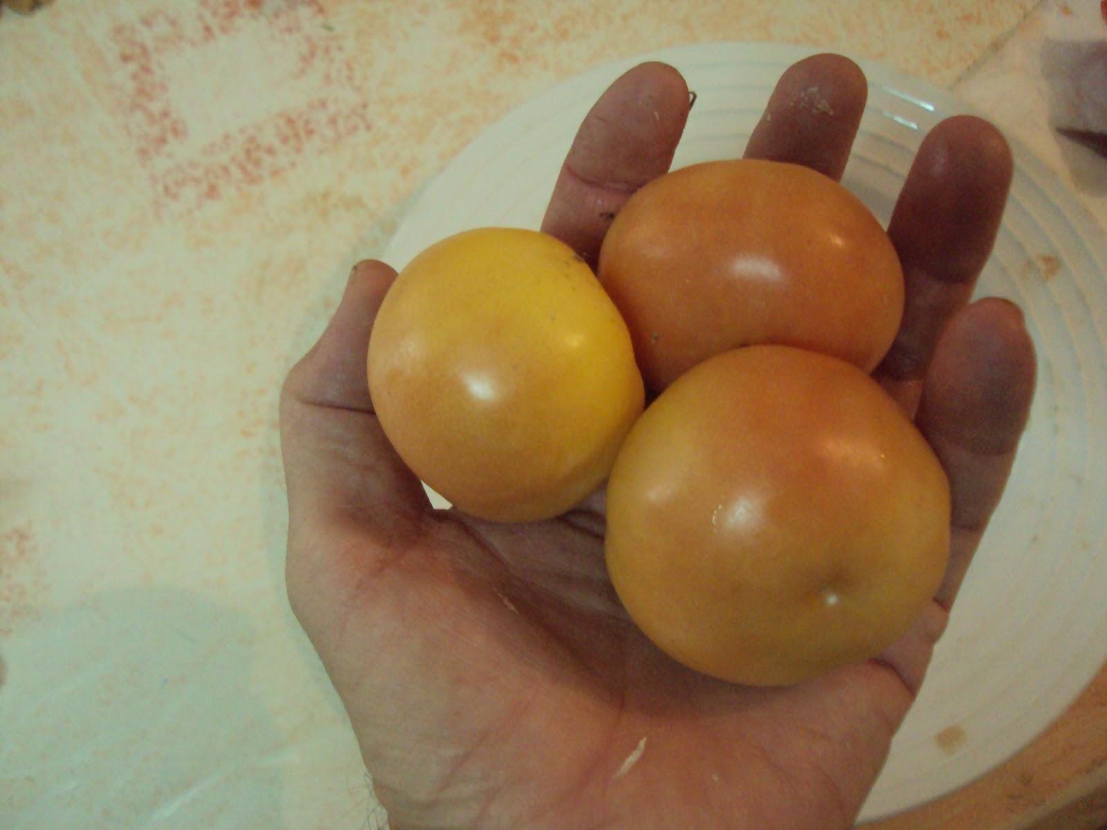 VARIEDADES DE TOMATES VARIEDADES DE TOMATES