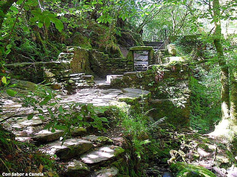 Fragas do Eume, un bosque con encanto Fragas do Eume, un bosque con encanto