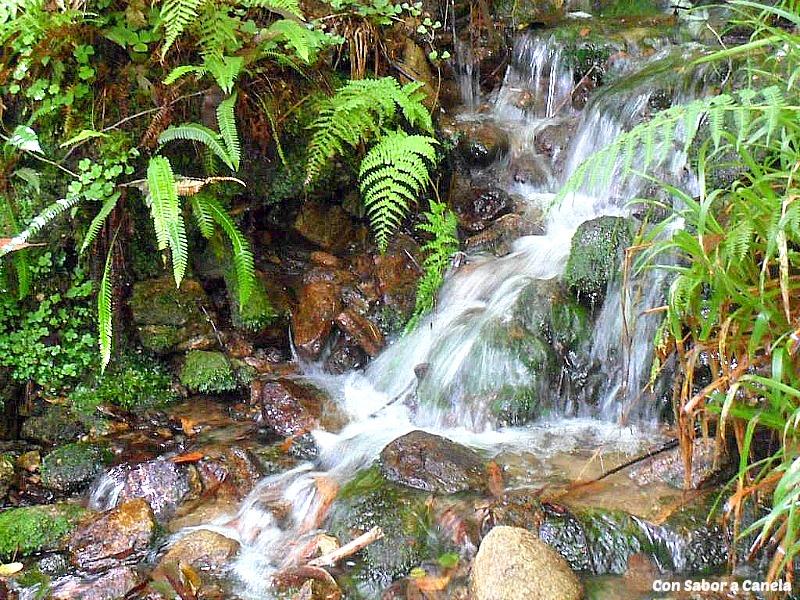Fragas do Eume, un bosque con encanto Fragas do Eume, un bosque con encanto