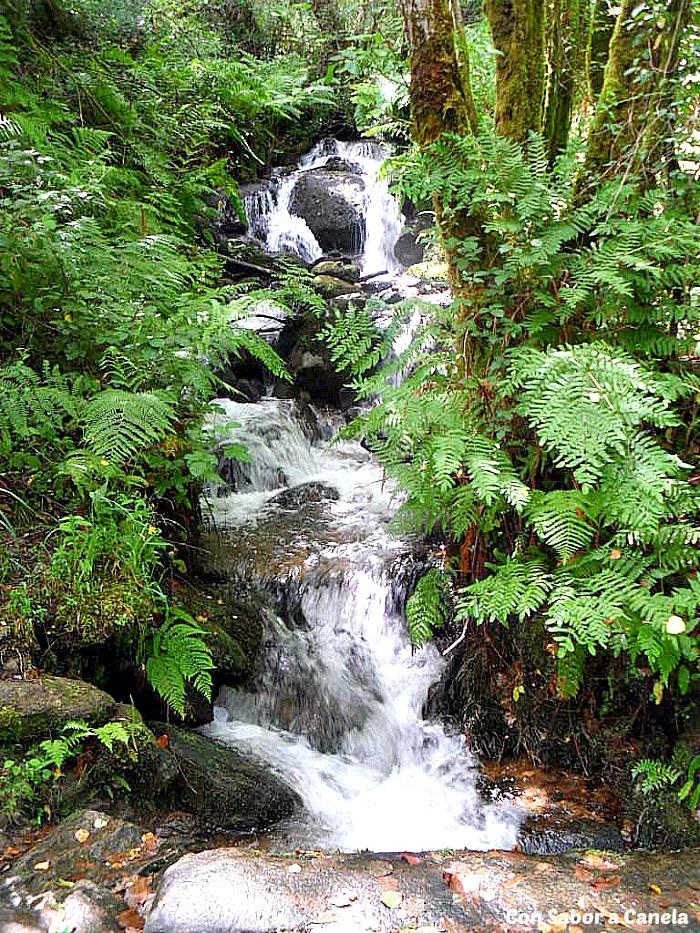 Fragas do Eume, un bosque con encanto Fragas do Eume, un bosque con encanto