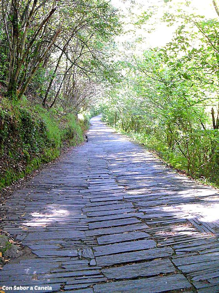 Fragas do Eume, un bosque con encanto Fragas do Eume, un bosque con encanto