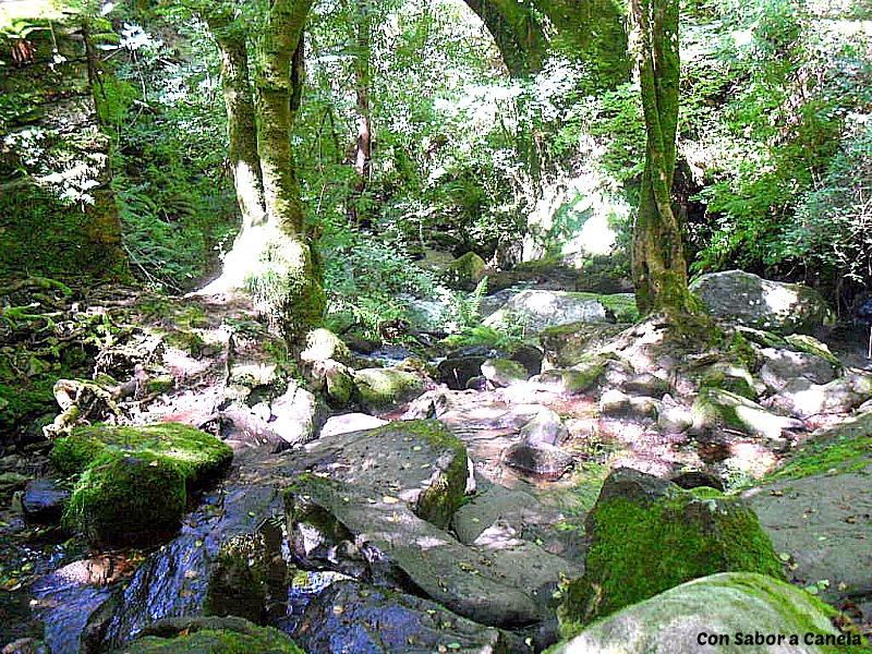 Fragas do Eume, un bosque con encanto Fragas do Eume, un bosque con encanto