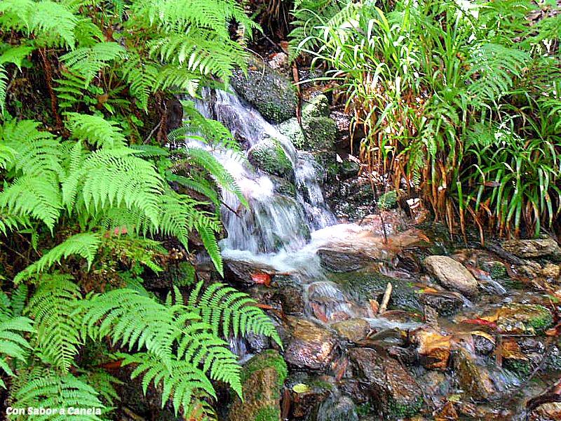 Fragas do Eume, un bosque con encanto Fragas do Eume, un bosque con encanto