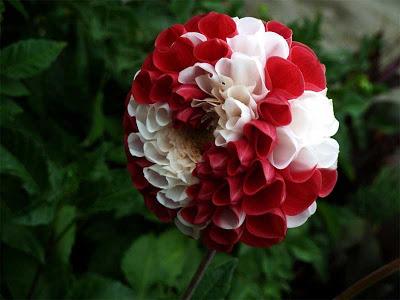 flores flores